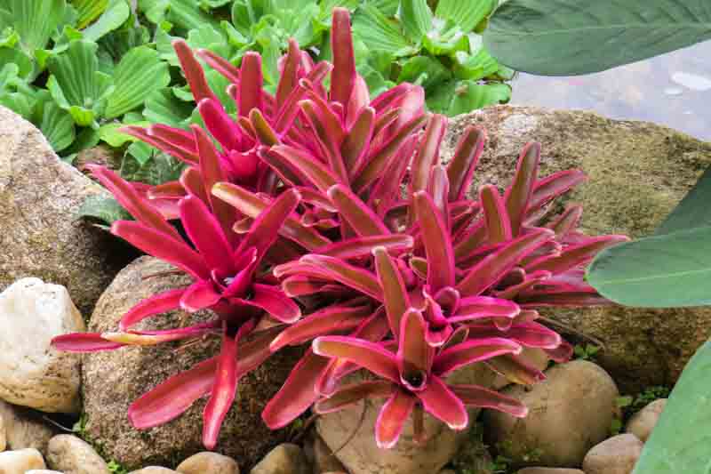 Neoregelia, bromeliad, Aregelia, Blushing Bromeliad, Crimson Cup, Marbled Fingernail, Miniature Marble Plant, Ossifragi Vase, Striped Blushing