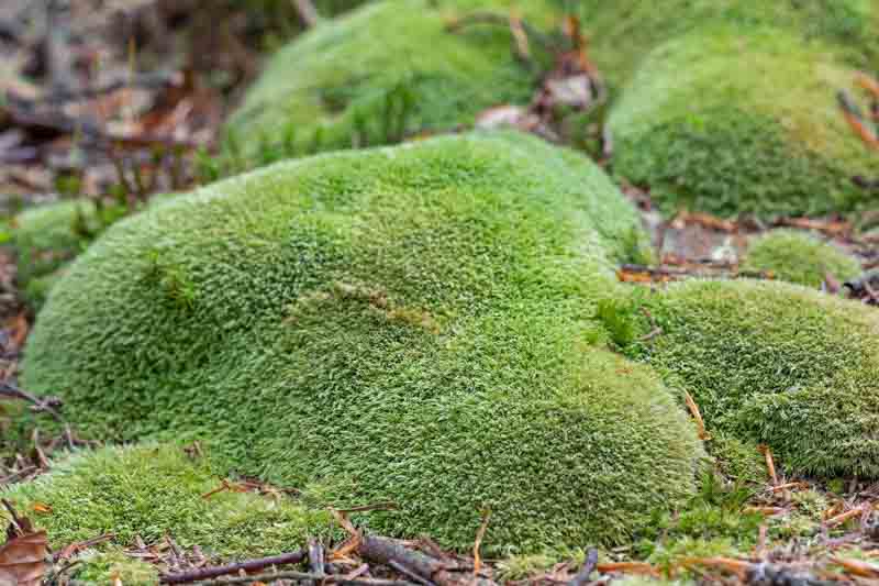 Cushion Moss, Pincushion Moss, Leucobryum glaucum, Terrarium, Ground Cover