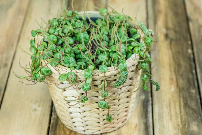 Peperomia prostrata, String of Turtles, Trailing Peperomia, Trailing Houseplant, House Plant