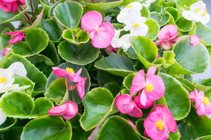 Wax Begonia, Bedding Begonia, Wax Plant, Begonia semperflorens, indoor plants, houseplant, houseplants