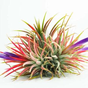 Air plants, Air Plant, Sky Plant, Tillandsia, Tillandsia ionantha, Terrarium, Houseplants