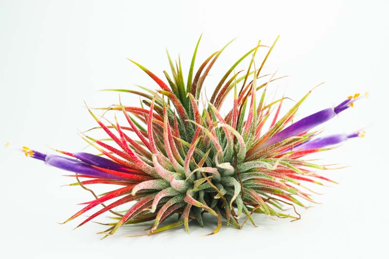 Air plants, Air Plant, Sky Plant, Tillandsia, Tillandsia ionantha, Terrarium, Houseplants