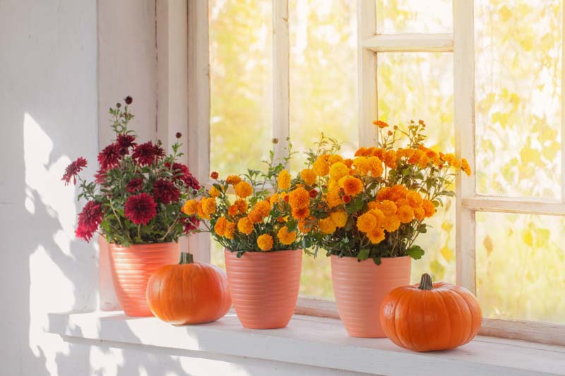 Chrysanthemum, Garden Mum, Florist's Mum, Hardy Garden Mum, Fall Flowers