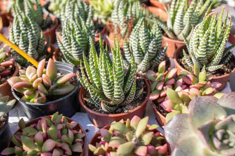 Haworthia reinwardtii, Reinwardt Haworthia, Succulent, Houseplant