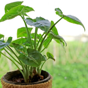 Alocasia cucullata, Chinese Alocasia, Buddha’s Palm, Dwarf Elephant Ear, Chinese Taro, Tropical Plant, Houseplant,