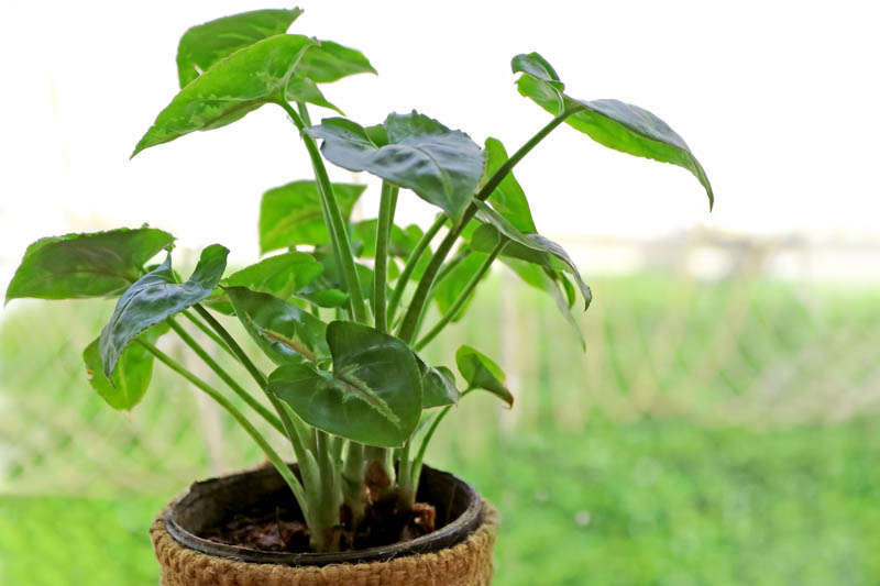 Alocasia cucullata, Chinese Alocasia, Buddha’s Palm, Dwarf Elephant Ear, Chinese Taro, Tropical Plant, Houseplant,