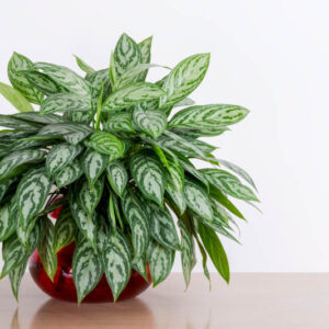 Aglaonema Maria, Chinese Evergreen Maria, Houseplant, Tropical Plant