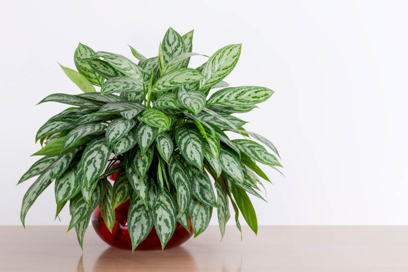 Aglaonema Maria, Chinese Evergreen Maria, Houseplant, Tropical Plant