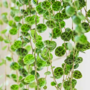 Peperomia prostrata, String of Turtles, Trailing Peperomia, Trailing Houseplant, House Plant