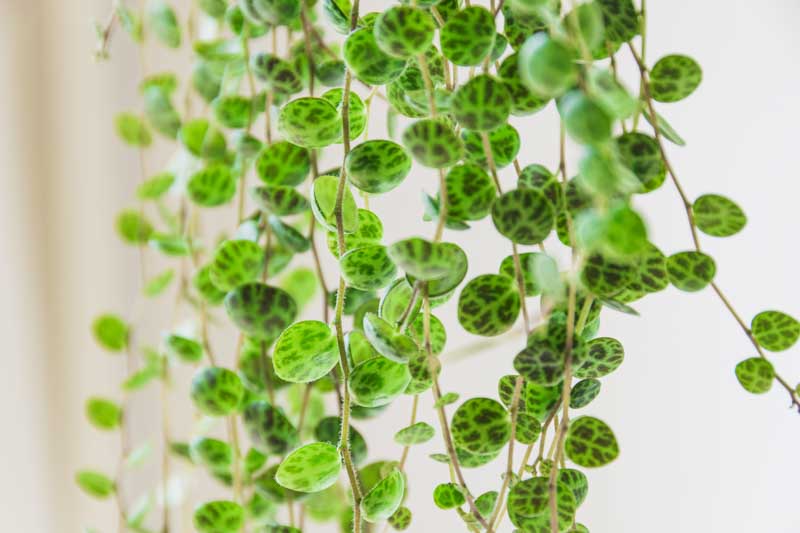 Peperomia prostrata, String of Turtles, Trailing Peperomia, Trailing Houseplant, House Plant