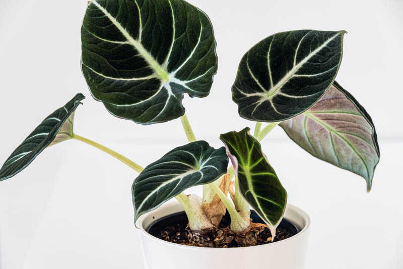 Alocasia Black Velvet, Elephant Ear 'Black Velvet, Black Velvet Alocasia, Evergreen Perennial, Tropical Perennial