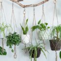 Indoor Plants, Houseplant, Houseplants, House Plant