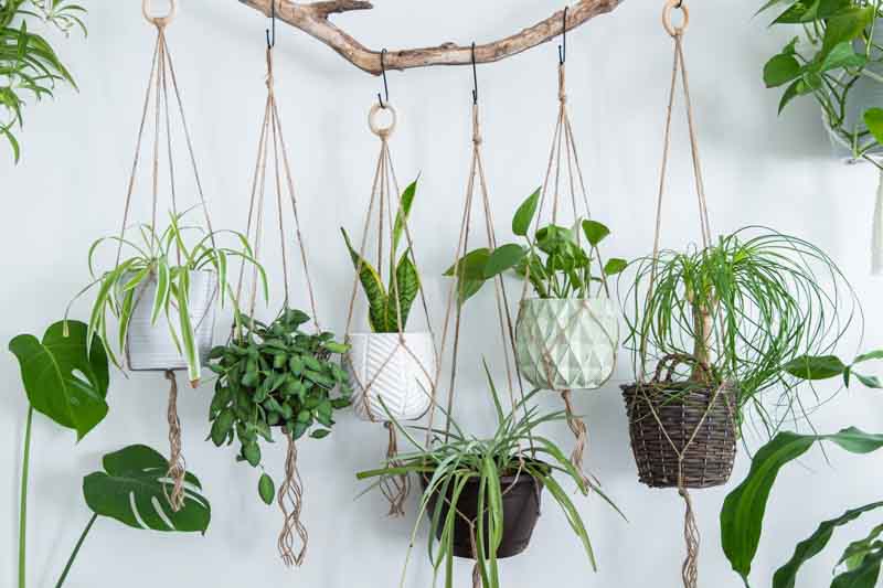 Indoor Plants, Houseplant, Houseplants, House Plant