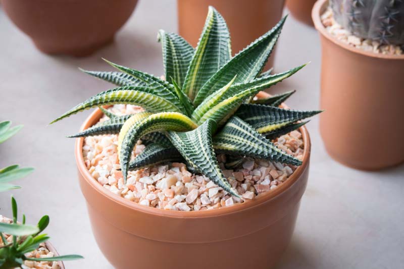 Haworthiopsis limifolia, Fairies Washboard, Fairy Washboard, File-leafed Haworthia, Swati Haworthia, Succulent, Houseplant