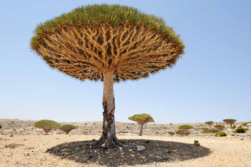 dragon blood tree, Dracaena cinnabari, Socotra dragon tree