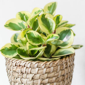 peperomia obtusifolia Variegata, Variegated Peperomia, Variegated baby rubber plant, baby rubber plant, house plant, houseplant