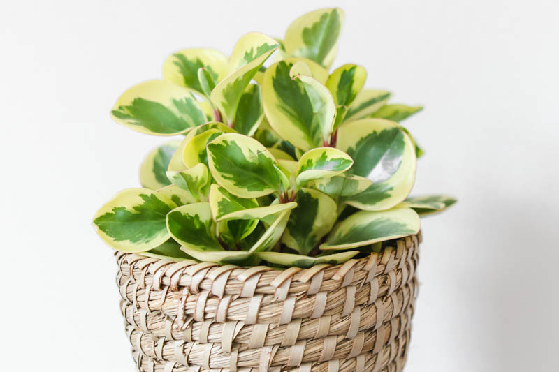 peperomia obtusifolia Variegata, Variegated Peperomia, Variegated baby rubber plant, baby rubber plant, house plant, houseplant