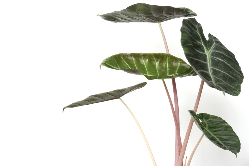 Alocasia Pink Dragon, Pink Dragon Alocasia, Elephant Ear, Tropical Plant, Houseplant,