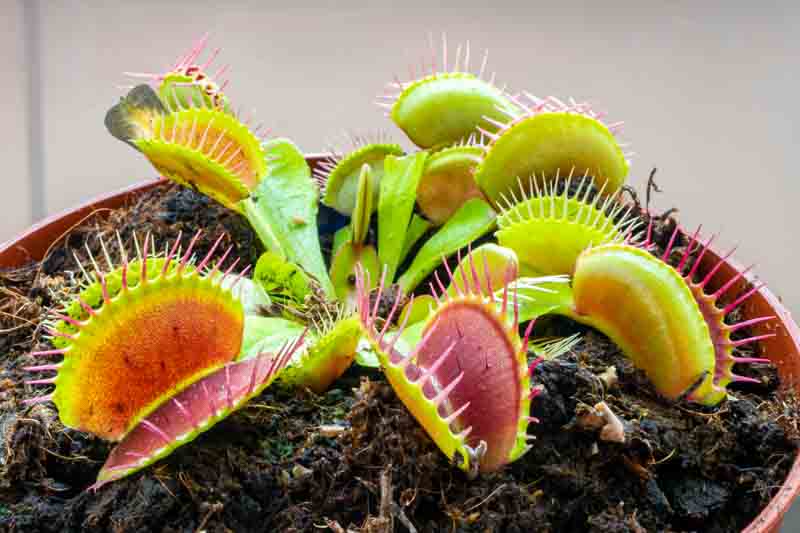 Venus Flytrap,Venus Fly Trap, Meadow Clams, Dionaea muscipula, Carnivorous Plant