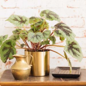 Rex Begonia, Begonia Rex, indoor plants, houseplant, houseplants