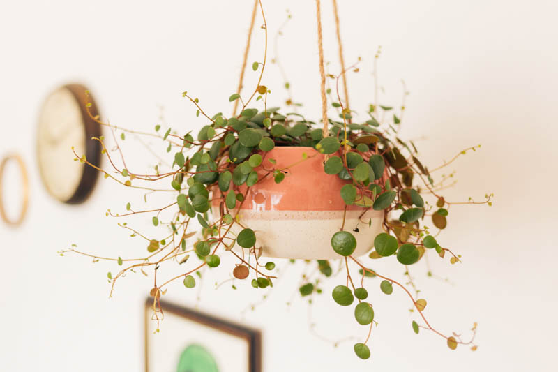 Peperomia Ruby Cascade, Hanging Succulent, Trailing Peperomia, Trailing Houseplant, House Plant