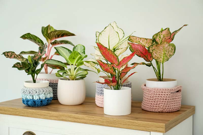 Aglaonema, Chinese Evergreen, Aglaonema Care, Chinese Evergreen Care, Houseplant