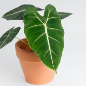 Alocasia Frydek, Alocasia Micholitziana Frydek, Green Velvet Alocasia, Elephant Ear, Tropical Plant, Houseplant,