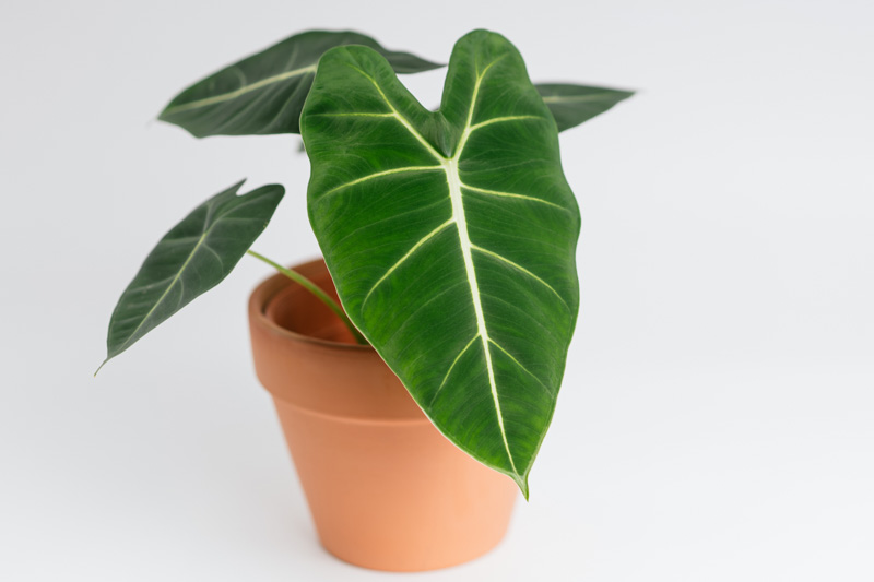 Alocasia Frydek, Alocasia Micholitziana Frydek, Green Velvet Alocasia, Elephant Ear, Tropical Plant, Houseplant,