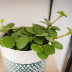 Peperomia 'Hope', Peperomia tetraphylla 'Hope', Trailing Peperomia, Houseplant, House Plant