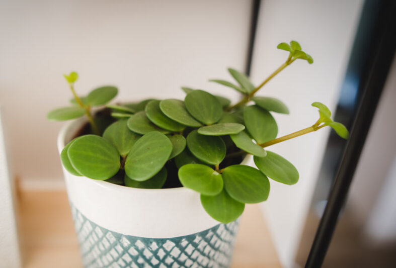 Peperomia 'Hope', Peperomia tetraphylla 'Hope', Trailing Peperomia, Houseplant, House Plant