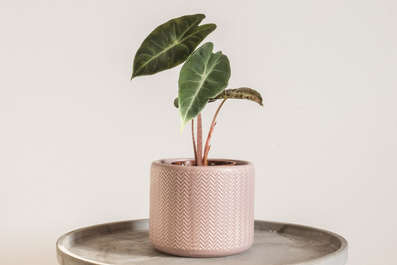 Alocasia Pink Dragon, Pink Dragon Alocasia, Elephant Ear, Tropical Plant, Houseplant,