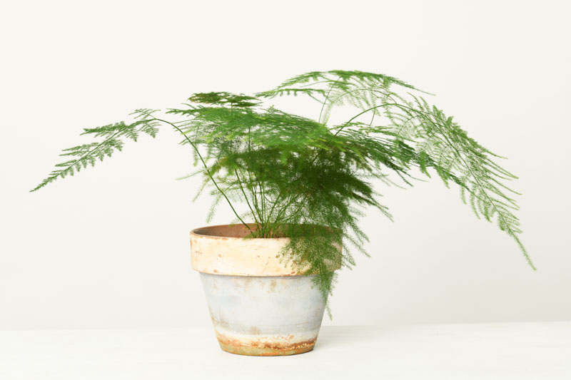 Asparagus Fern, Lace Fern, Plumosa Fern, Asparagus setaceus