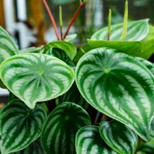 Peperomia argyreia, Watermelon Peperomia, Watermelon Begonia, watermelon Pepper, watermelon Plant, Houseplant, House Plant