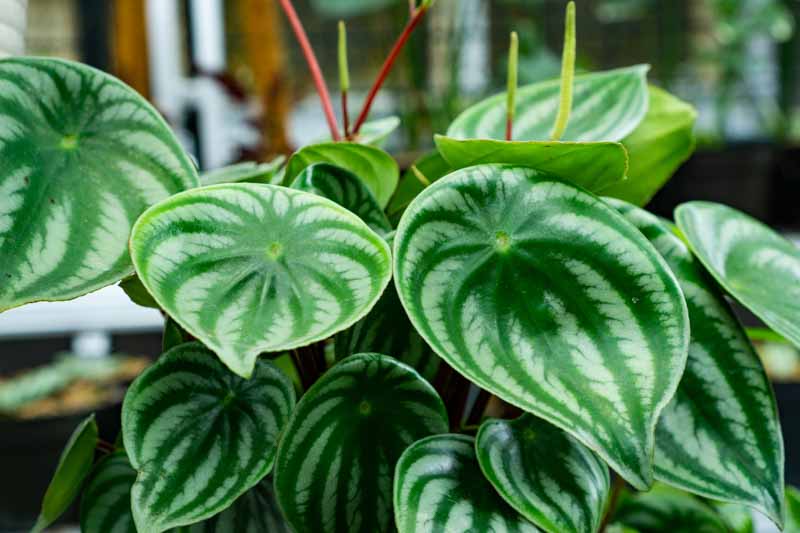 Peperomia argyreia, Watermelon Peperomia, Watermelon Begonia, watermelon Pepper, watermelon Plant, Houseplant, House Plant