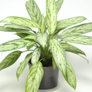 Aglaonema Silver Queen, Chinese Evergreen Silver Queen, Variegated Chinese Evergreen, Variegated Aglaonema, Houseplant, Tropical Plant