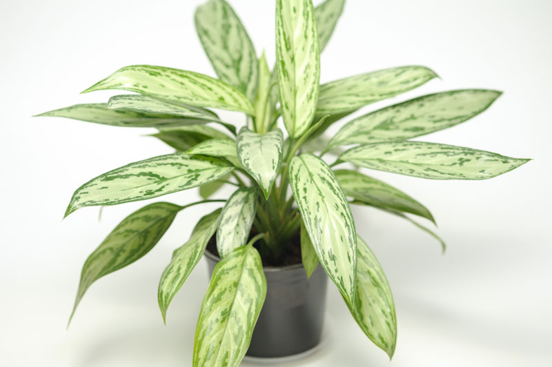 Aglaonema Silver Queen, Chinese Evergreen Silver Queen, Variegated Chinese Evergreen, Variegated Aglaonema, Houseplant, Tropical Plant