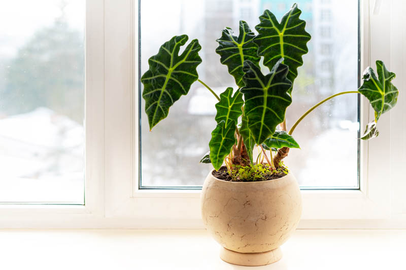 Alocasia amazonica Polly, Alocasia, Elephant Ear, House Plant, Houseplant, Tropical Plant