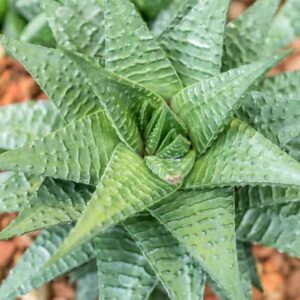 Haworthiopsis limifolia, Fairies Washboard, Fairy Washboard, File-leafed Haworthia, Swati Haworthia, Succulent, Houseplant