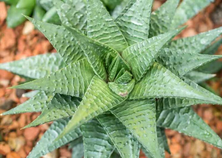 Haworthiopsis limifolia, Fairies Washboard, Fairy Washboard, File-leafed Haworthia, Swati Haworthia, Succulent, Houseplant