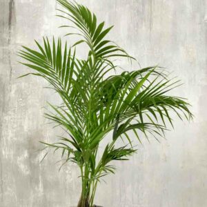 Kentia Palm, Howea forsteriana, House Plant, Houseplant, Houseplants