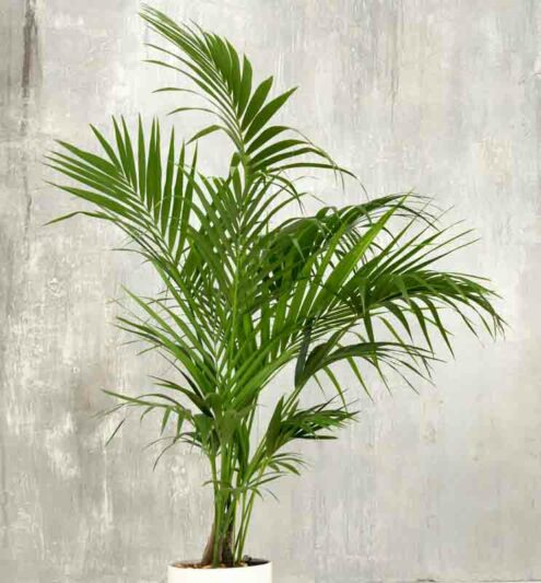 Kentia Palm, Howea forsteriana, House Plant, Houseplant, Houseplants