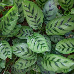 Calathea leopardina, Calathea concinna, Elegant Calathea, Goeppertia leopardina, Goeppertia concinna, Houseplant, House Plant