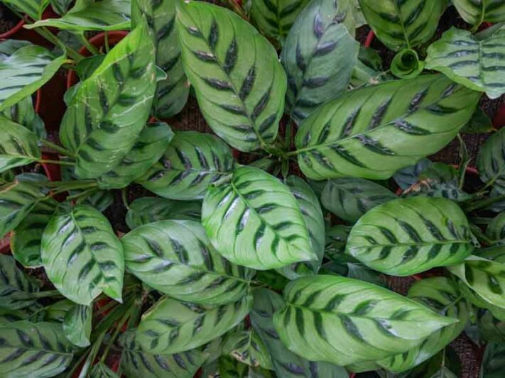 Calathea leopardina, Calathea concinna, Elegant Calathea, Goeppertia leopardina, Goeppertia concinna, Houseplant, House Plant