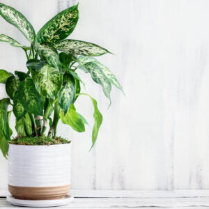 Dieffenbachia, Dumb Cane, Indoor Plants, House Plants, Houseplant