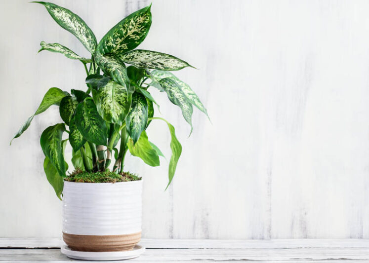 Dieffenbachia, Dumb Cane, Indoor Plants, House Plants, Houseplant