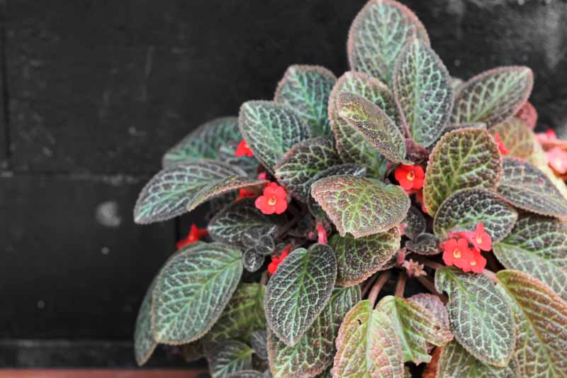 Flame Violet, Episcia cupreata, Tropical Plant, Houseplant, Terrarium