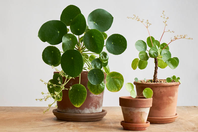 Chinese Money Plant, Pancake Plant, Coin Plant, UFO Plant, Friendship Plant, Missionary Plant, Pilea Peperomioides