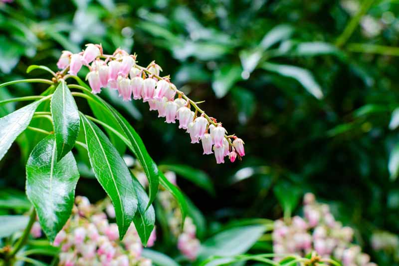 Pieris japonica Valley Rose, Japanese Andromeda Valley Rose, Japanese Pieris Valley Rose, evergreen shrub