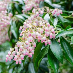 Pieris japonica Valley Rose, Japanese Andromeda Valley Rose, Japanese Pieris Valley Rose, evergreen shrub