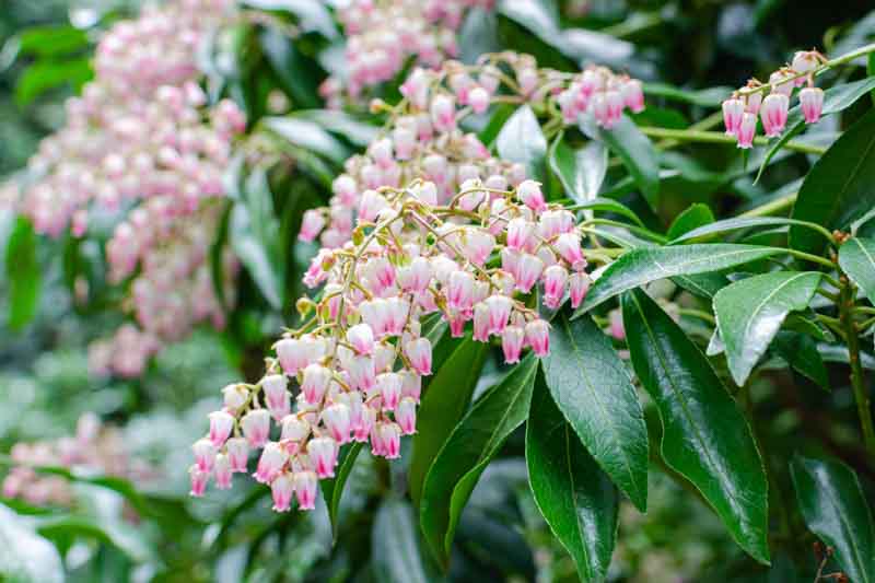 Pieris japonica Valley Rose, Japanese Andromeda Valley Rose, Japanese Pieris Valley Rose, evergreen shrub